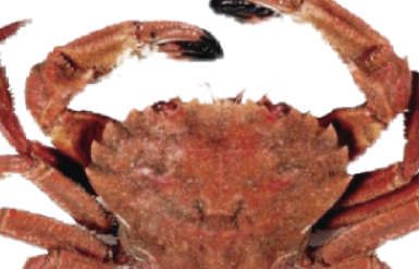 sea products